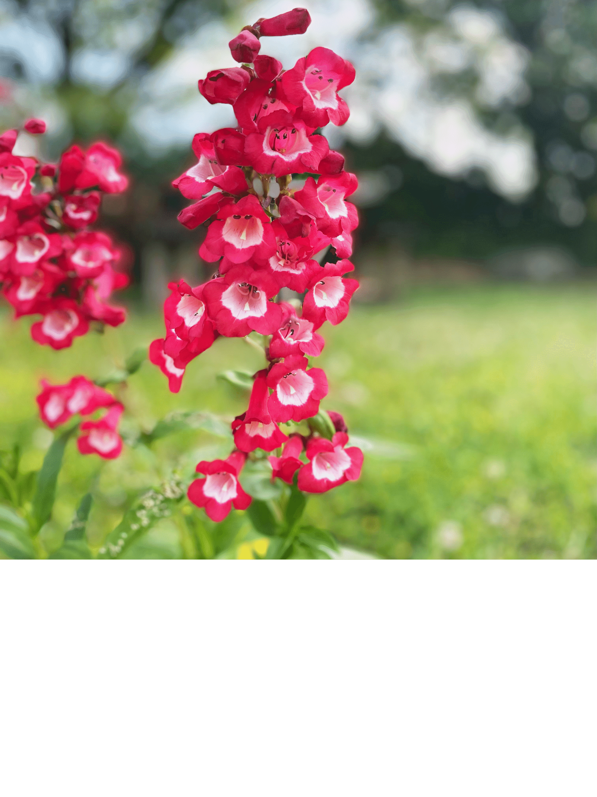 Aménagement extérieur Vendée
